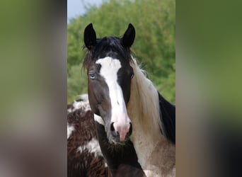Cavallo da sella tedesco, Castrone, 3 Anni, 170 cm, Pezzato