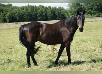 Cavallo da sella tedesco, Castrone, 4 Anni, 158 cm, Baio nero