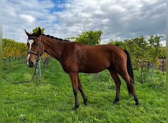 Cavallo da sella tedesco, Castrone, 4 Anni, 160 cm, Baio