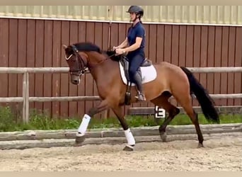 Cavallo da sella tedesco, Castrone, 4 Anni, 163 cm, Baio