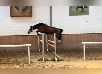 Cavallo da sella tedesco, Castrone, 4 Anni, 163 cm, Baio