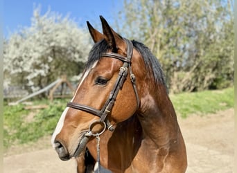 Cavallo da sella tedesco, Castrone, 4 Anni, 163 cm, Baio