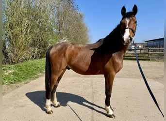 Cavallo da sella tedesco, Castrone, 4 Anni, 163 cm, Baio