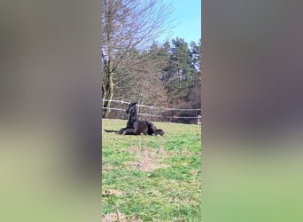 Cavallo da sella tedesco, Castrone, 4 Anni, 165 cm, Morello