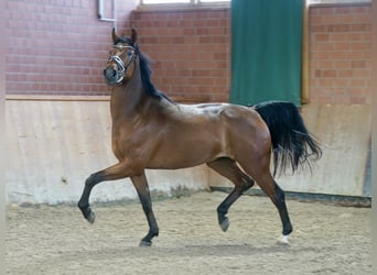 Cavallo da sella tedesco, Castrone, 4 Anni, 167 cm, Baio