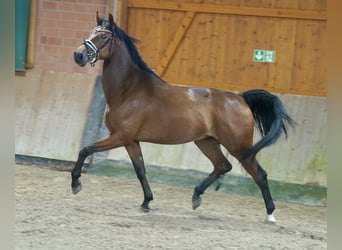 Cavallo da sella tedesco, Castrone, 4 Anni, 167 cm, Baio