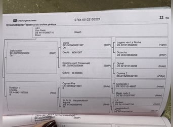 Cavallo da sella tedesco, Castrone, 4 Anni, 167 cm, Grigio