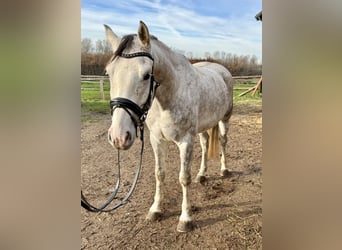 Cavallo da sella tedesco, Castrone, 4 Anni, 167 cm, Grigio