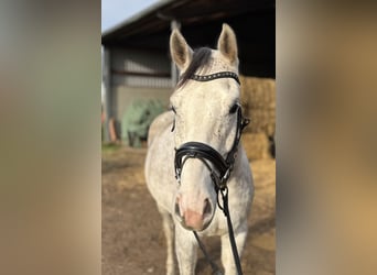 Cavallo da sella tedesco, Castrone, 4 Anni, 167 cm, Grigio