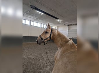 Cavallo da sella tedesco, Castrone, 4 Anni, 167 cm, Palomino