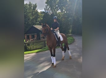 Cavallo da sella tedesco, Castrone, 4 Anni, 168 cm, Baio