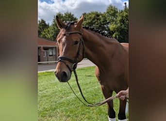 Cavallo da sella tedesco, Castrone, 4 Anni, 168 cm, Baio