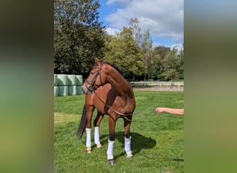 Cavallo da sella tedesco, Castrone, 4 Anni, 168 cm, Baio