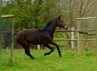 Cavallo da sella tedesco, Castrone, 4 Anni, 168 cm, Baio