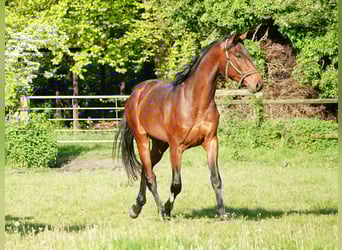 Cavallo da sella tedesco, Castrone, 4 Anni, 168 cm, Baio