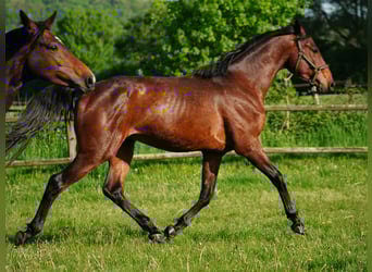 Cavallo da sella tedesco, Castrone, 4 Anni, 168 cm, Baio