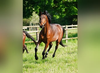 Cavallo da sella tedesco, Castrone, 4 Anni, 168 cm, Baio