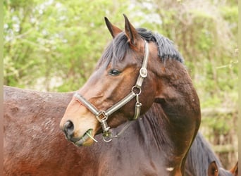 Cavallo da sella tedesco, Castrone, 4 Anni, 168 cm, Baio