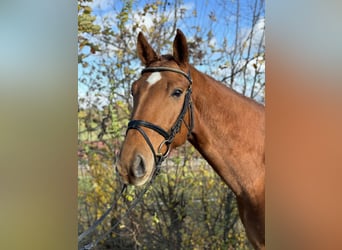 Cavallo da sella tedesco, Castrone, 4 Anni, 169 cm, Sauro