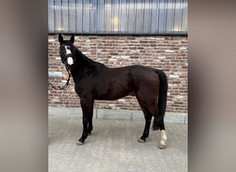 Cavallo da sella tedesco, Castrone, 4 Anni, 170 cm, Baio scuro