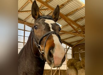 Cavallo da sella tedesco, Castrone, 4 Anni, 170 cm, Baio scuro