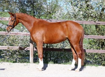 Cavallo da sella tedesco, Castrone, 4 Anni, 170 cm, Sauro
