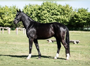 Cavallo da sella tedesco, Castrone, 4 Anni, 171 cm, Morello