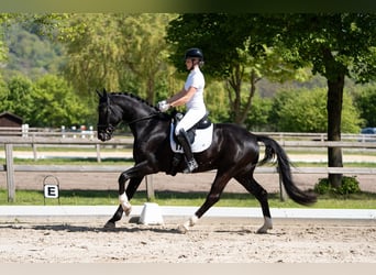 Cavallo da sella tedesco, Castrone, 4 Anni, 171 cm, Morello