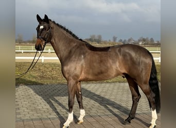 Cavallo da sella tedesco, Castrone, 4 Anni, 174 cm, Baio