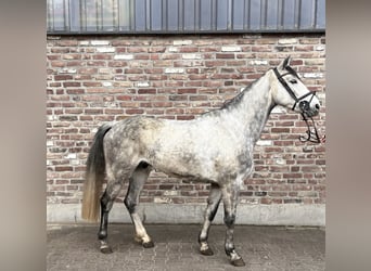 Cavallo da sella tedesco, Castrone, 5 Anni, 156 cm, Grigio pezzato