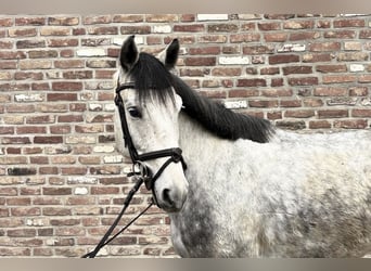 Cavallo da sella tedesco, Castrone, 5 Anni, 156 cm, Grigio pezzato
