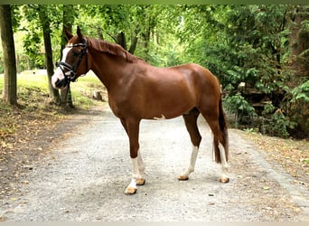 Cavallo da sella tedesco, Castrone, 5 Anni, 157 cm, Sauro