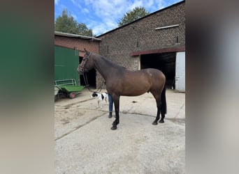 Cavallo da sella tedesco, Castrone, 5 Anni, 160 cm, Baio scuro