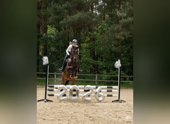 Cavallo da sella tedesco, Castrone, 5 Anni, 160 cm, Baio scuro