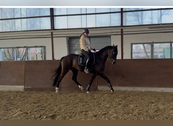 Cavallo da sella tedesco, Castrone, 5 Anni, 160 cm, Baio scuro