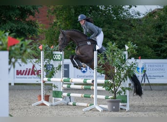 Cavallo da sella tedesco, Castrone, 5 Anni, 160 cm, Baio scuro