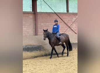 Cavallo da sella tedesco, Castrone, 5 Anni, 160 cm, Baio scuro