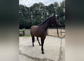 Cavallo da sella tedesco, Castrone, 5 Anni, 160 cm, Baio scuro