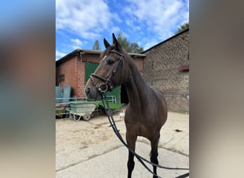 Cavallo da sella tedesco, Castrone, 5 Anni, 160 cm, Baio scuro