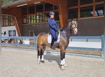 Cavallo da sella tedesco, Castrone, 5 Anni, 160 cm, Falbo