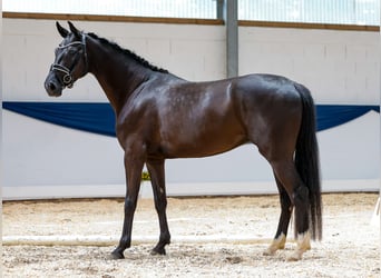 Cavallo da sella tedesco, Castrone, 5 Anni, 160 cm, Morello