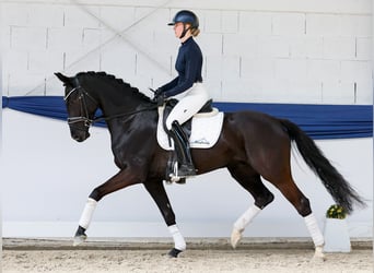 Cavallo da sella tedesco, Castrone, 5 Anni, 160 cm, Morello