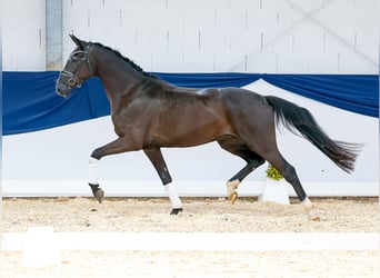 Cavallo da sella tedesco, Castrone, 5 Anni, 160 cm, Morello
