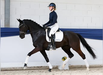 Cavallo da sella tedesco, Castrone, 5 Anni, 160 cm, Morello