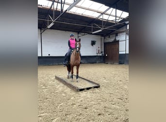 Cavallo da sella tedesco, Castrone, 5 Anni, 163 cm, Sauro scuro