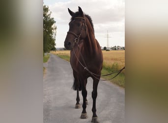 Cavallo da sella tedesco, Castrone, 5 Anni, 164 cm, Baio nero
