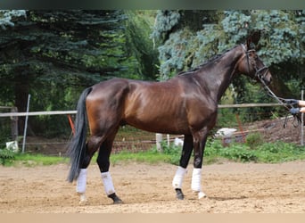 Cavallo da sella tedesco, Castrone, 5 Anni, 167 cm, Baio