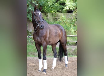 Cavallo da sella tedesco, Castrone, 5 Anni, 167 cm, Baio