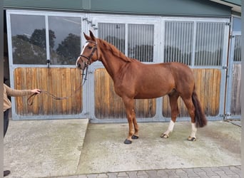 Cavallo da sella tedesco, Castrone, 5 Anni, 168 cm, Sauro