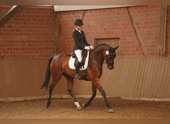 Cavallo da sella tedesco, Castrone, 5 Anni, 170 cm, Baio